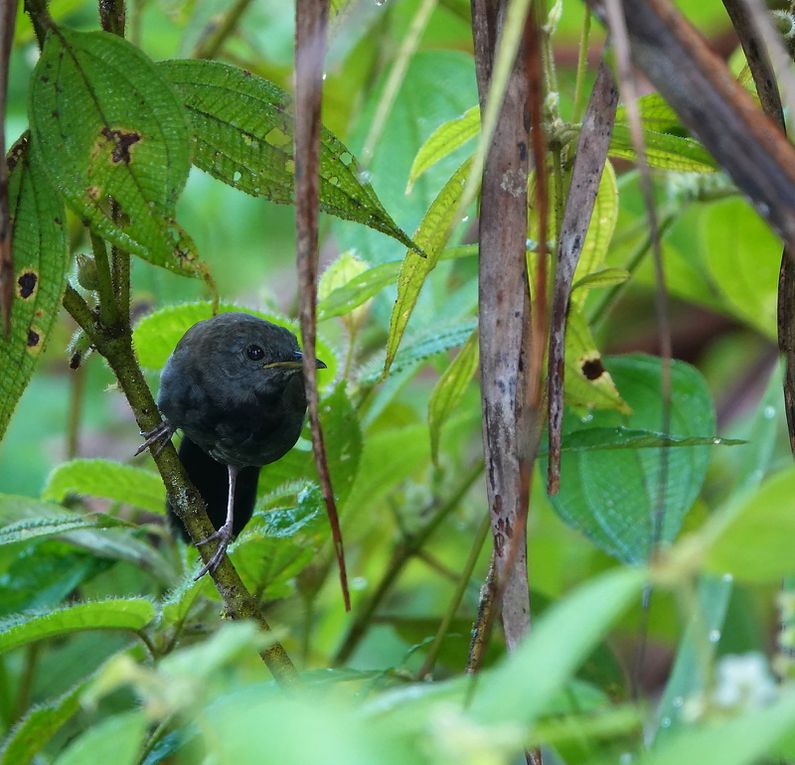 Les Passereaux, pics, engoulevents...