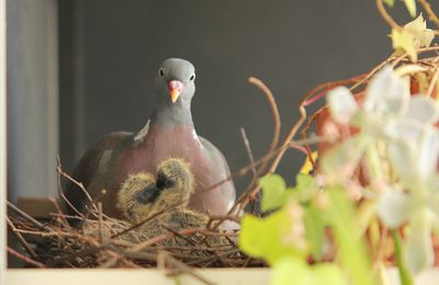 Pigeonneaux agés de 2 à 3 jours :)