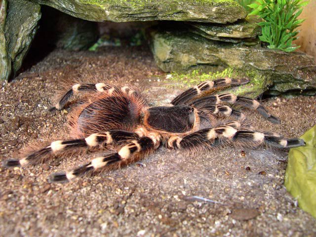 Album - Acanthoscuria geniculata