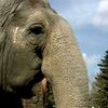 Boycottez le zoo d'Edmonton -- Libérez Lucy !!!