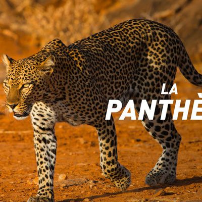 Un peu d'évasion avec la panthère du Serengeti