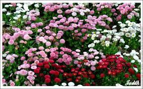 Votre tapis de fleurs avec COCO KITSCH