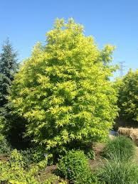 Salix sachalinensis ' Golden Sunshine '