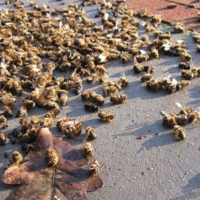 France : près d’un tiers des colonies d’abeilles sont mortes cet hiver