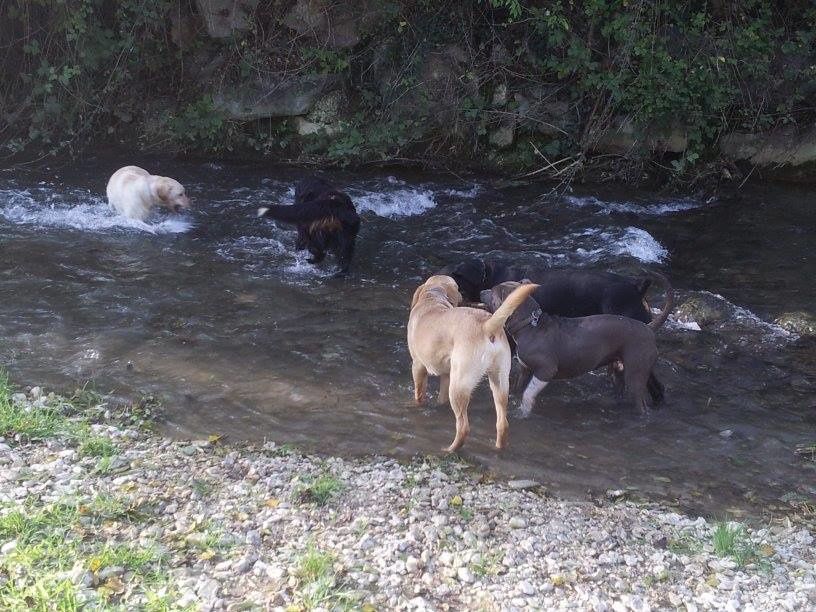 Quelques photos des sorties que nous avons faite. Chaque sortie est classée par date, avec les noms de chaque chien présents.