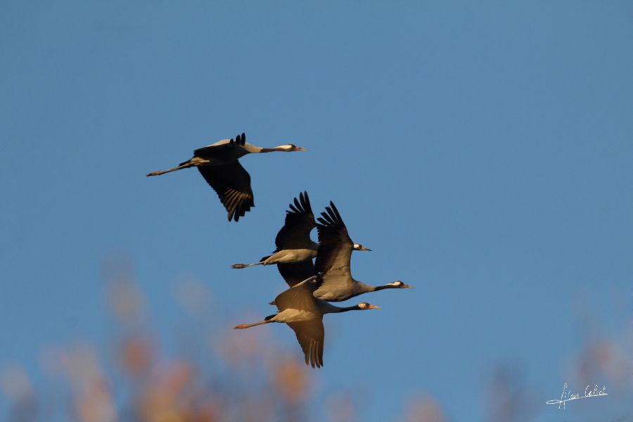 Grues cendrées