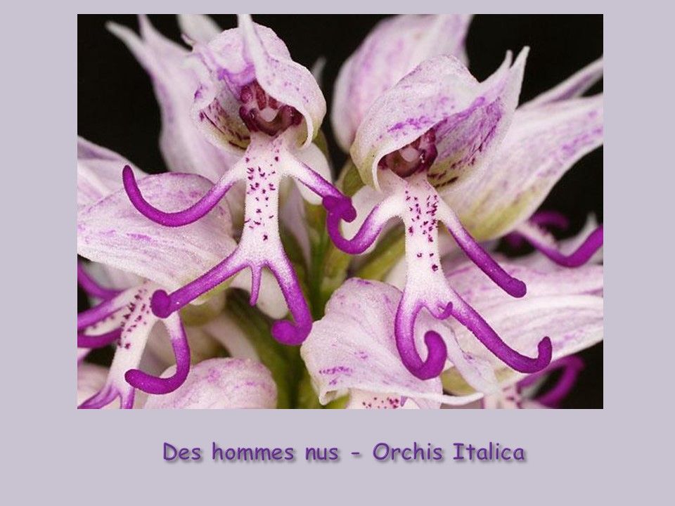 Divers - Fleurs exceptionnelles