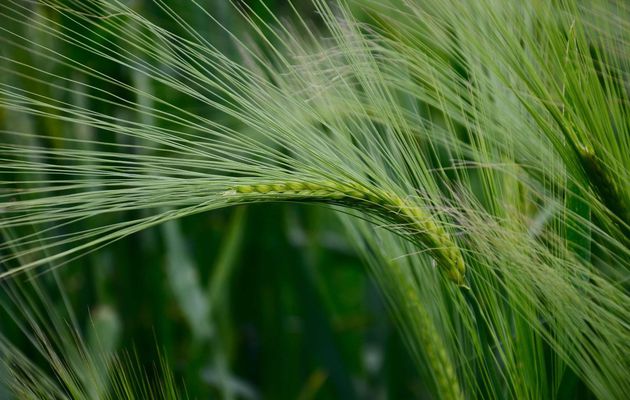 Projet de loi de finances et Chambres d’Agriculture : retour à l’existant 