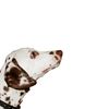 Le chien dalmatien : description et caractère