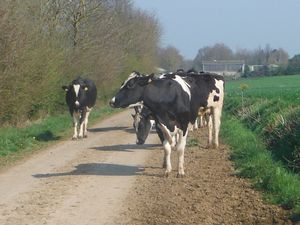 La Holstein est la vache laitière par excellence. Daniel s'est échappé et a évité de perturber le cheptel.