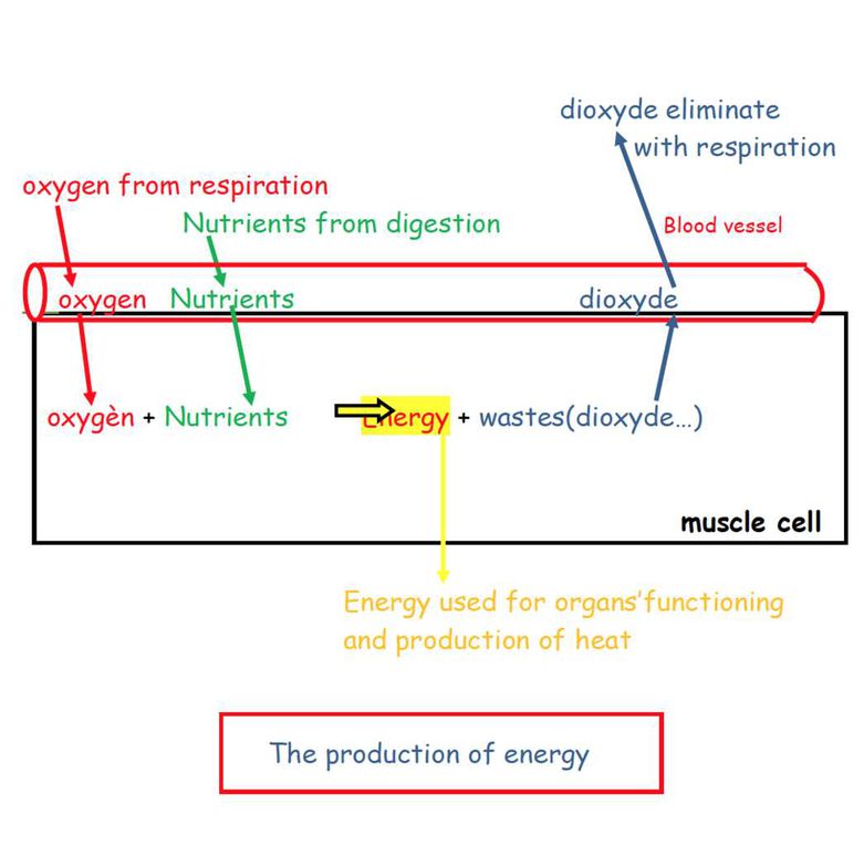 AS4 e-body: digestion