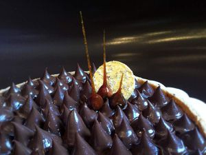 Tarte Piémontaise noisettes et chocolat noir