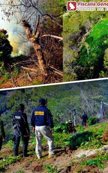 Unidos, Ejército, Policía Federal y Policía Nayarit destruyen 10 plantíos de marihuana en Jala