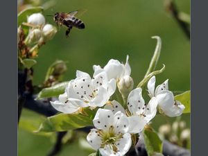 Guêpes abeilles, mouches et bombyles