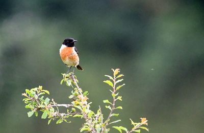 TARIERS PATRE, JUVENILE, MALE ET FEMELLE, NOURRISSAGE, VIDEOS