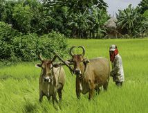 Cambodge