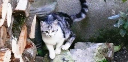 JOUER A CHATTE PERCHEE