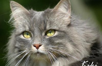 le Chat des forêts de Norvège