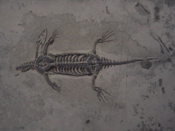 <p>&nbsp;</p>
<p>Les reptiles sont connus g&eacute;n&eacute;ralement par des restes fragmentaires, dents et ossements isol&eacute;s, n&eacute;anmoins certains s&eacute;diments d&eacute;pos&eacute;s en eaux calmes par exemple fournissent des squelettes plus complets.</p>
<p>Nous avons &eacute;galement inclus les restes de dinosaures dans cet album.</p>
<p>Toutes ces pi&egrave;ces appartiennent &agrave; ma collection priv&eacute;e.</p>
<p>Bonne visite !</p>
<p>Phil &quot;Fossil&quot;</p>