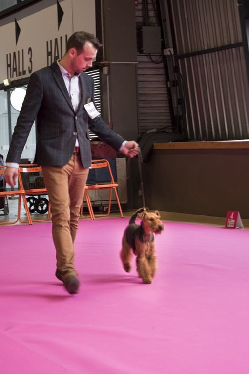 12 Déc 2015 : Nantes Dog Show (CACS)