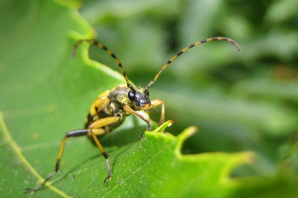 Album - Cerambycidae