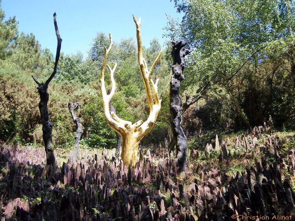 L'arbre d'or du val sans retour