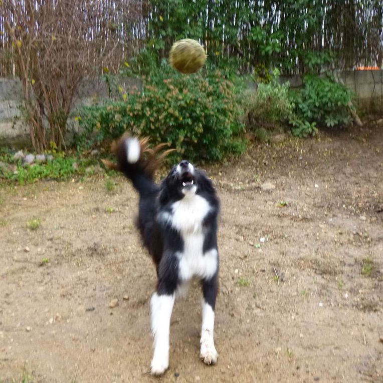 oiseaux, chiens, un escargot, un chardoneré, sauterelle, foulque un gravelot et une vache...corse 