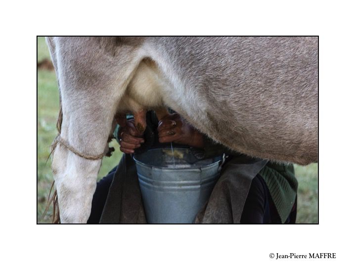 Vaches et chevaux sont au cœur de la vie paysanne dans les campagnes kirghizes.