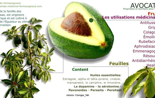 Les avocats fruit