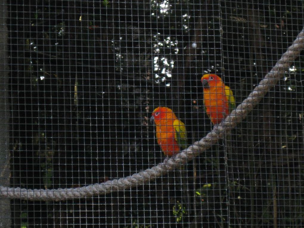 Visites au Zoo Parc de Beauval Loir et Cher