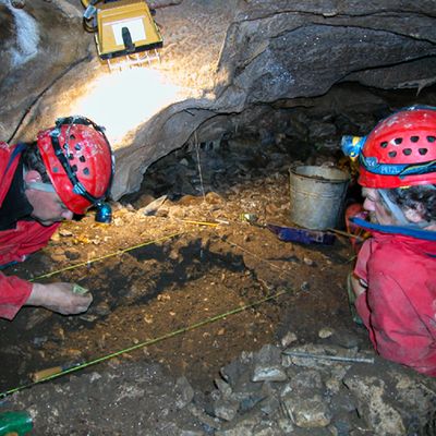 Découverte du plus ancien chien domestiqué d'Amérique !
