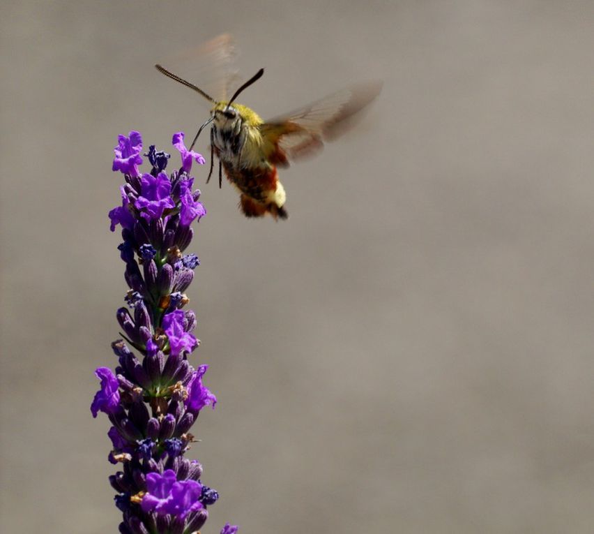 Album - Macro-Papillons