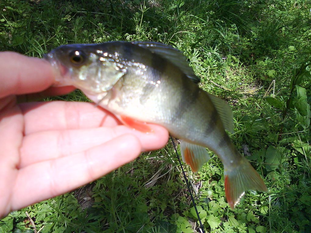 Voici les cheupers, le poisson KFT par excellence hihi !!!