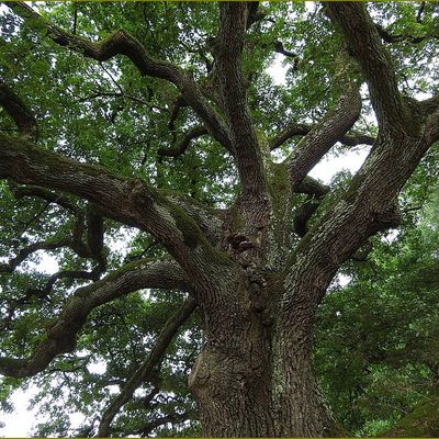 Mythologie des arbres  - Le chêne