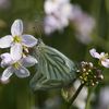 Piérides du navet (Pieris napi)