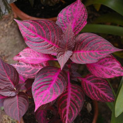 242 - Une scène de jardin avec Iresine 