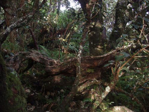 Photos prises sur le sentier botanique Notre-Dame de la Paix, dans les environs de Bourg-Murat, Ile de La R&eacute;union.