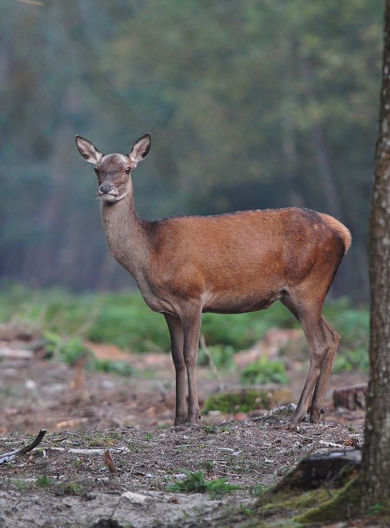 Cerf élaphe (Cervus elaphus).