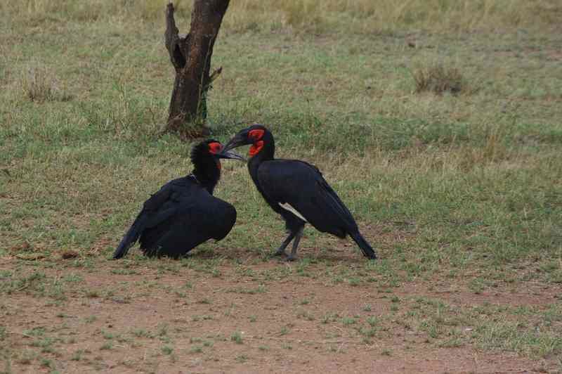 Quelques animaux rencontrés dans les parcs lors de notre voyage de noces.
K = Kenya
T = Tanzanie