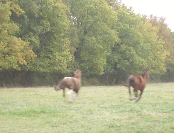 Un cheval au pré, les copains chevaux et poulains, l'alimentation, les balades, la gadoue... la belle vie quoi!