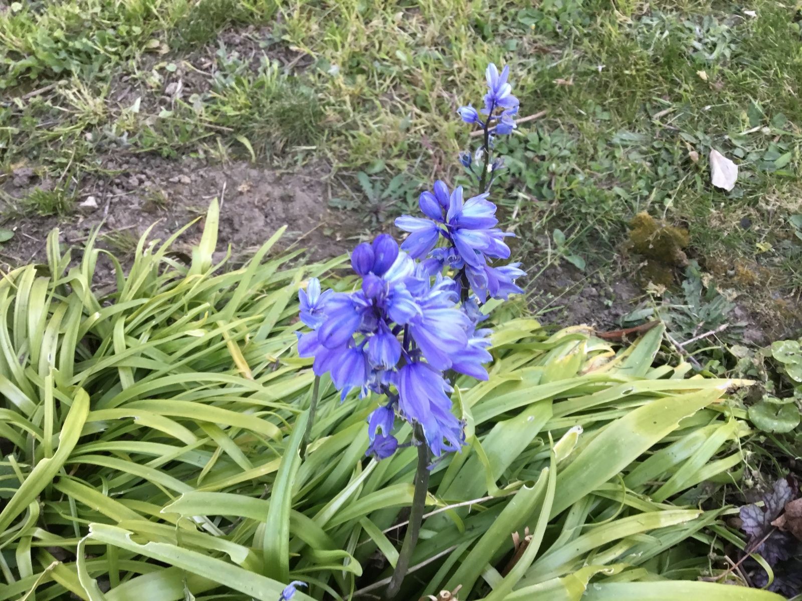 fleurs à clochettes bleues, jacinthes sauvages ?