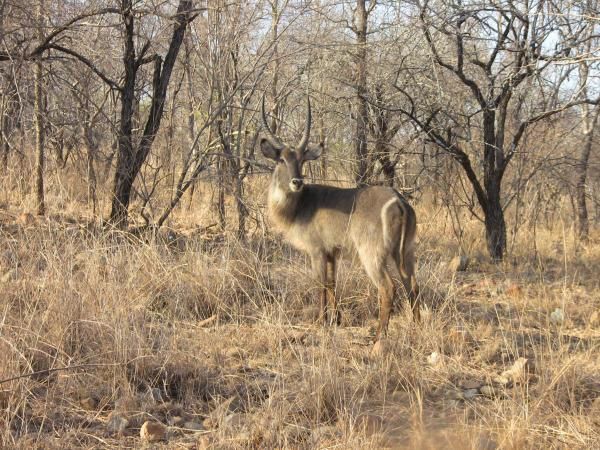 Album - Safari (Afrique du Sud)