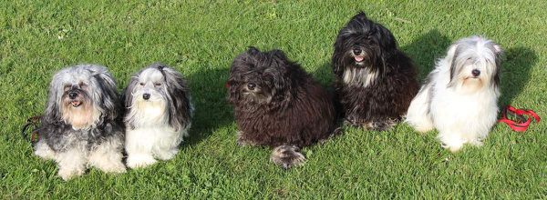 petits chiens lions à cherveux 2015