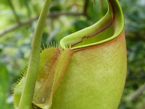 Rayong Smile Plants