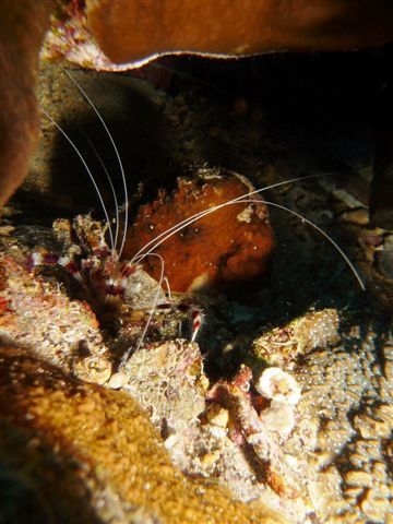 Album - macro et banc de poissons-egypte-2011