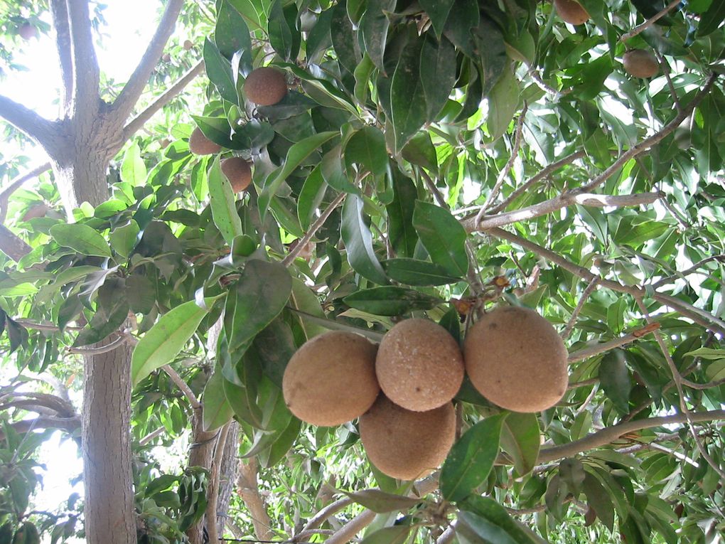 Fruits, flore du Sénégal et artisanat