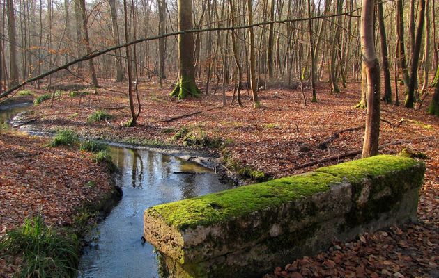 la Forêt de Compiègne en couleurs (Hiver)