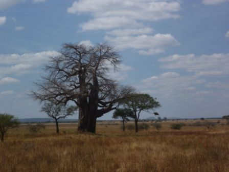 Album - Tanzanie