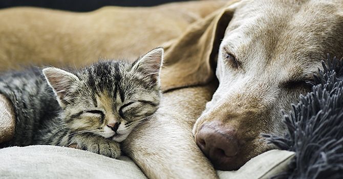 Euthanasie : un vétérinaire raconte ce que fait un animal avant de mourir