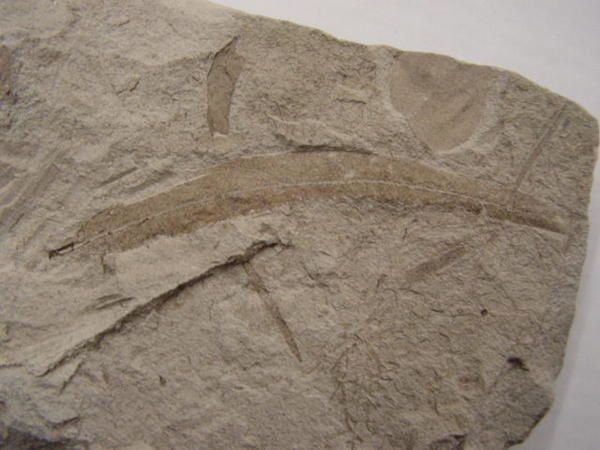 <p>Faune fossile de République tchèque</p>
<p>Une sélection, parmi notre collection, des pièces tchèques les plus intéressantes.</p>
<p>Bonne visite !</p>
<p>Phil « Fossil »</p>
